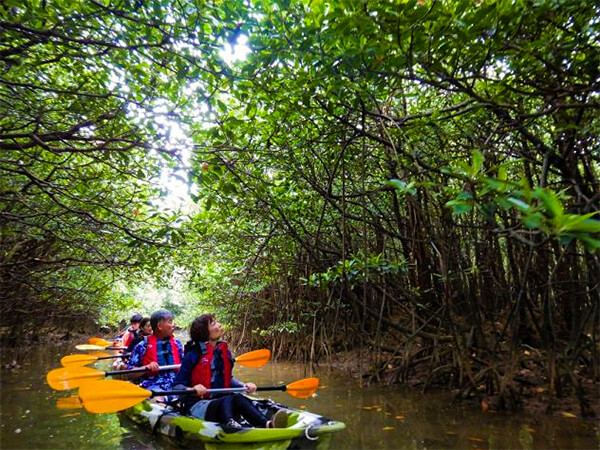 やんばる｜マングローブカヌー