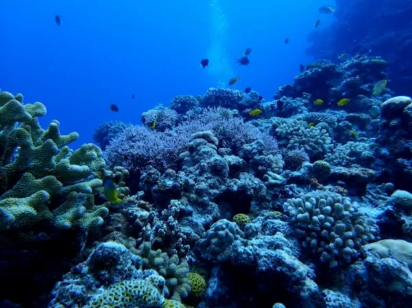 体験ダイビング