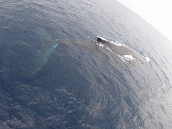 ホエールウォッチング