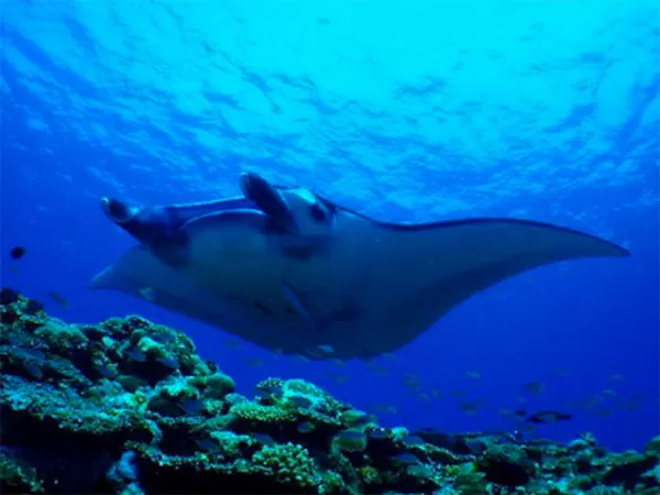 石垣島｜マンタ｜シュノーケリング｜幻の島