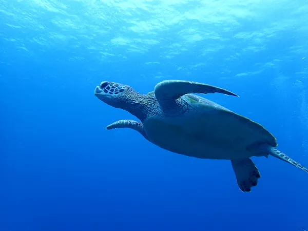 ウミガメシュノーケル