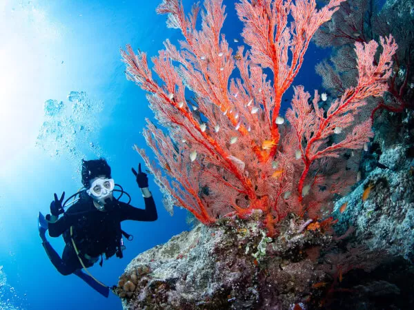 慶良間の海にはイソバナや地形など沢山のバリエーションがあります