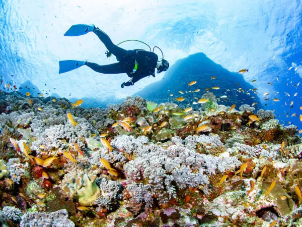 慶良間諸島の亜熱帯で豊かな自然とカラフルな魚たち