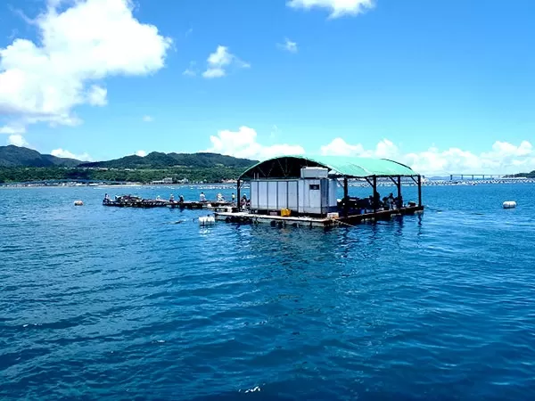 沖縄｜釣り｜イカダ｜名護｜渡久地4