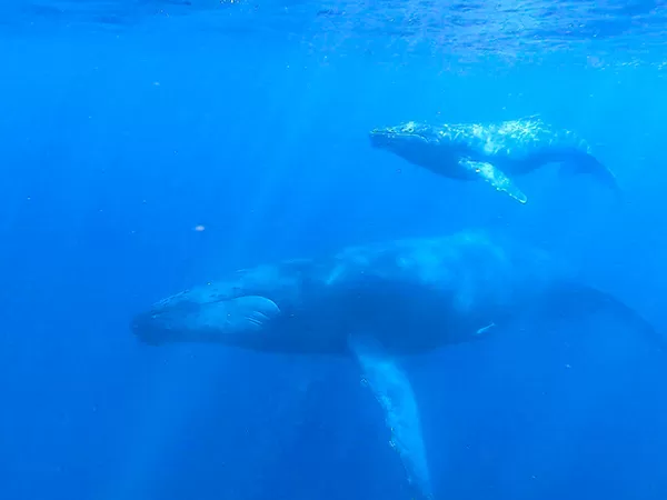 ホエールスイム