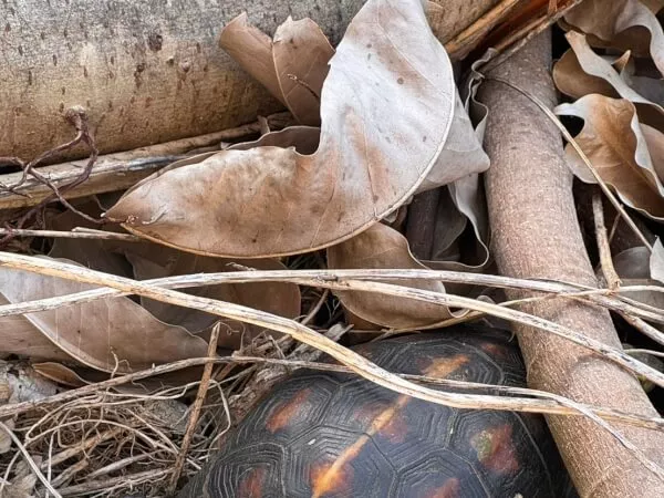 天然記念物 セマルハコガメ見っけ