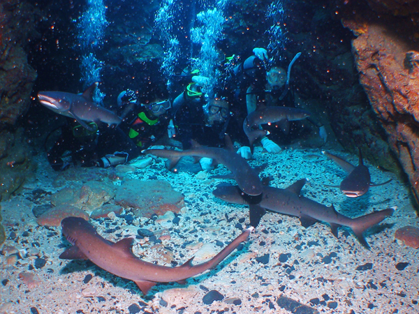 慶良間体験ダイビング