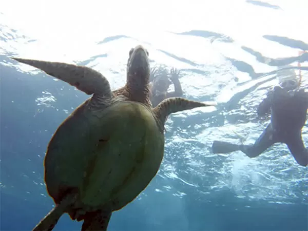 石垣島｜シュノーケリング｜半日