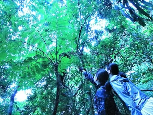 西表島｜トレッキング｜森林浴