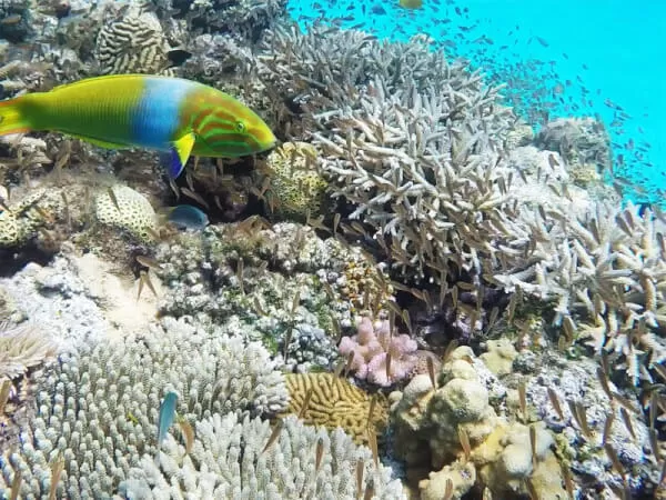 【☆早割★7/10までのお申込みで50％OFFモニターキャンペーン価格実施中！】渡嘉敷島『阿波連ビーチ』日帰り海水浴ツアー★チャータークルーザープラン【那覇発・渡嘉敷上陸・船乗船料＆お昼代込・約8時間】