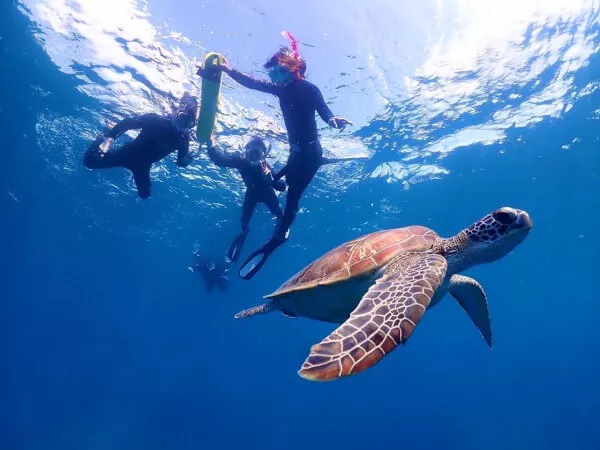 石垣島 幻の島（浜島）＆ウミガメシュノーケリング