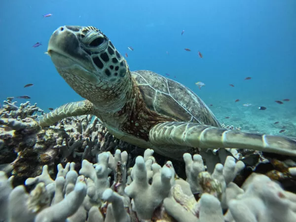 石垣島 幻の島（浜島）＆ウミガメシュノーケリング