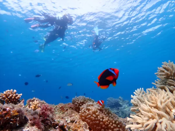 船酔いの心配無し♪　お手軽ビーチシュノーケリング in ゴリラチョップ　【GoPro】写真撮影　無料プレゼント♪　冬場の北風に強く催行率の高いポイントです！