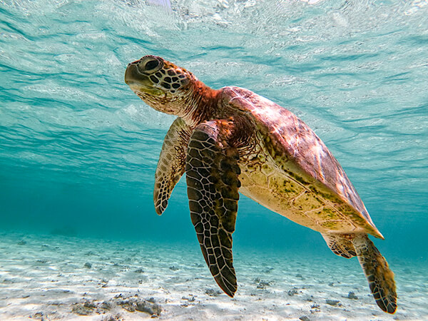宮古島｜スキンダイビング｜ウミガメ