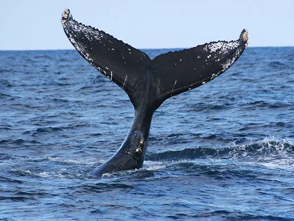 ホエールウォッチング
