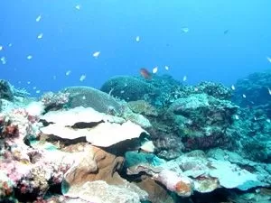 沖縄水中観光船＆グラスボート3|ウエストマリン