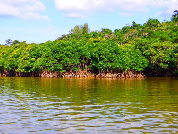 やんばる｜マングローブカヌー