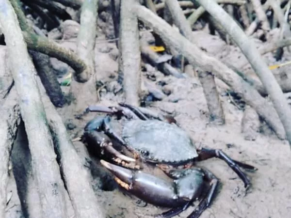 あまんだまん｜やんばる慶佐次｜マングローブカヤック｜カヌー