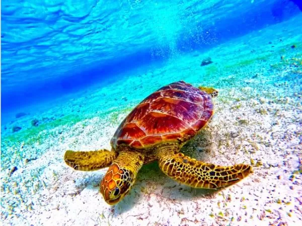 ここにプラン名が入ります。詳細ではプラン名は全て表示します。最大で2行