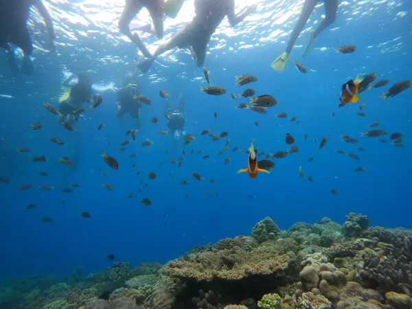お魚の楽園「水納島」