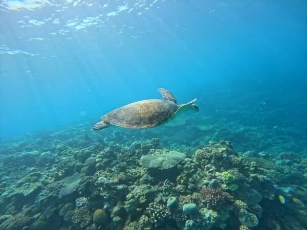 シュノーケルポイントではウミガメに遭遇出来るかも＼(^o^)／