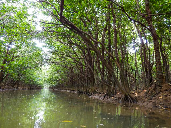 やんばる｜マングローブカヌー