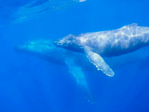 ホエールスイム