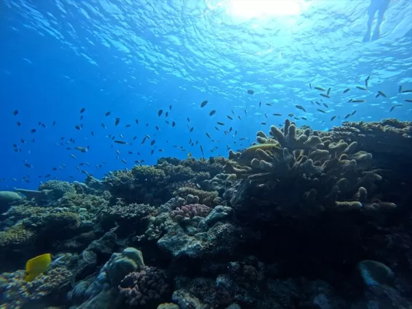 サンゴ礁豊富なシュノーケルポイント♪