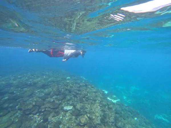 海にはいればサンゴ礁もみえます
