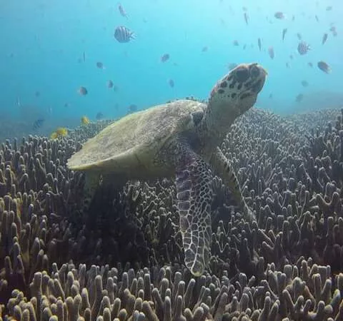 現地追加マリンアクティビティが最大２５％OFF