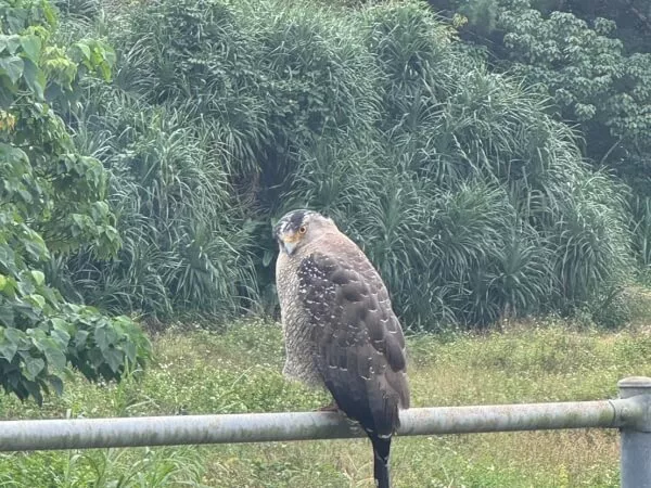 天然記念物 カンムリワシにも遭遇
