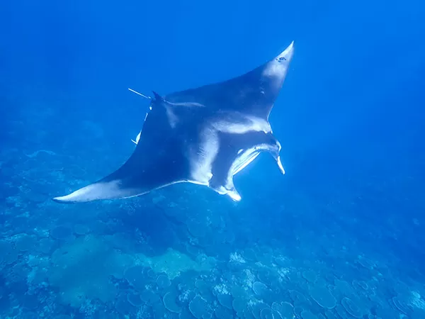 石垣島｜川平湾｜シュノーケリング｜マンタ｜ウミガメ