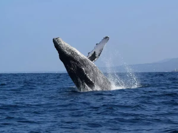 ここにプラン名が入ります。詳細ではプラン名は全て表示します。最大で2行