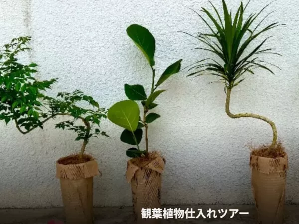 ここにプラン名が入ります。詳細ではプラン名は全て表示します。最大で2行