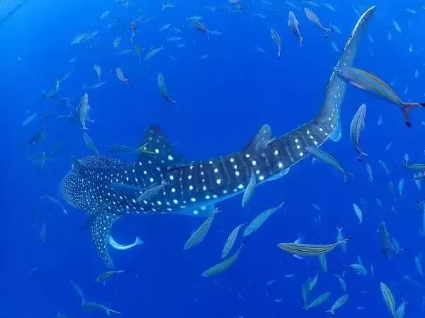 ここにプラン名が入ります。詳細ではプラン名は全て表示します。最大で2行