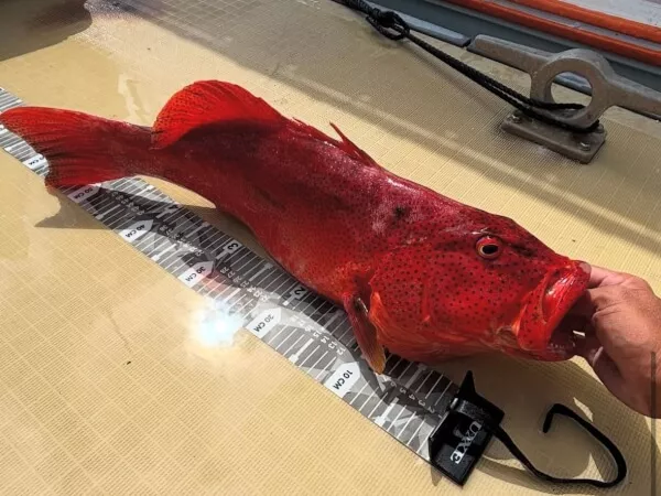 ここにプラン名が入ります。詳細ではプラン名は全て表示します。最大で2行