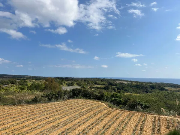 パイナップル畑