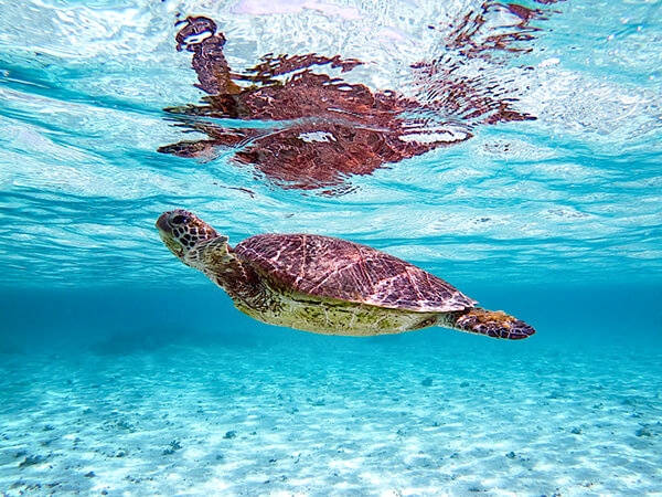 宮古島｜スキンダイビング｜ウミガメ