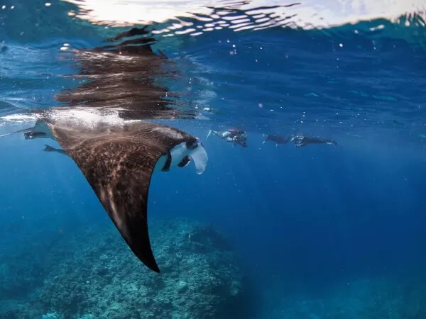 石垣島・水面マンタ