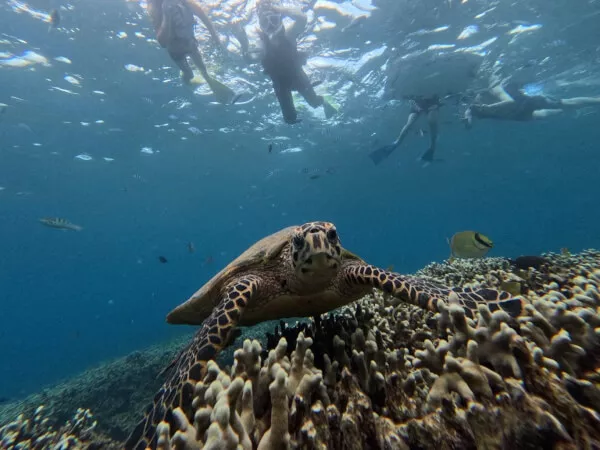 シュノーケル｜沖縄マリンスタジオ
