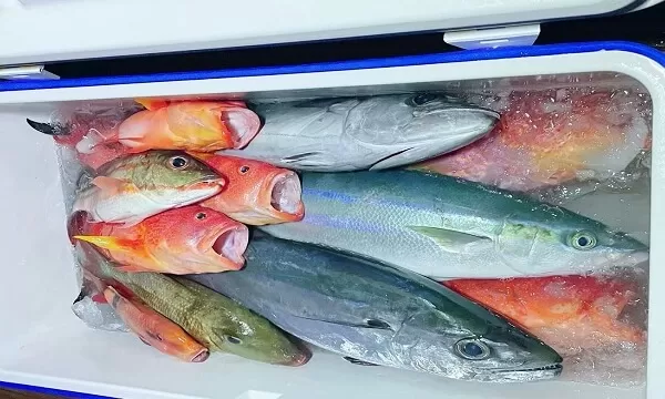 沖縄の青物達!♪