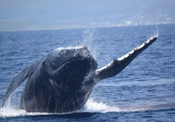 ここにプラン名が入ります。詳細ではプラン名は全て表示します。最大で2行