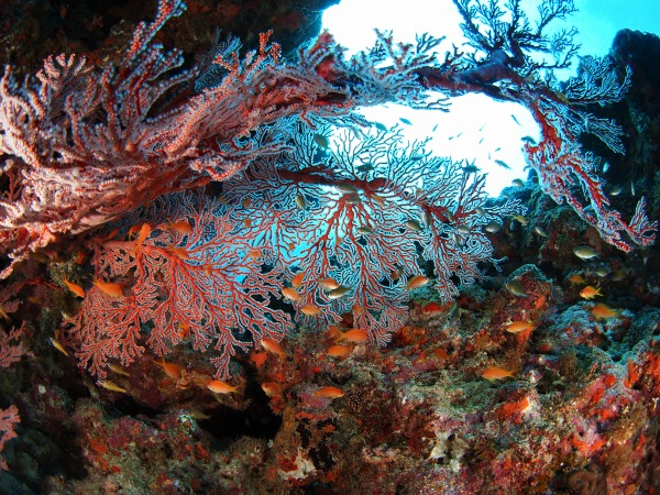 体験ダイビング