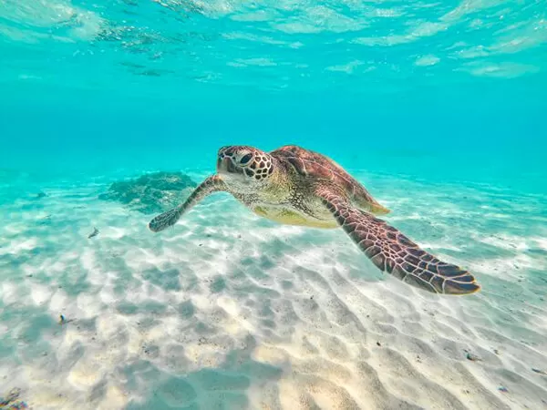 シュノーケリング｜宮古島マリン SUGAR3