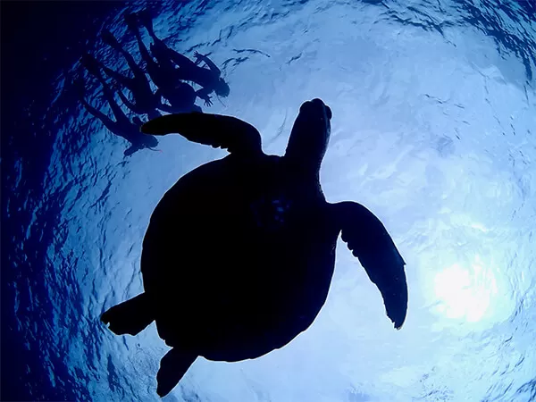 石垣島｜シュノーケリング
