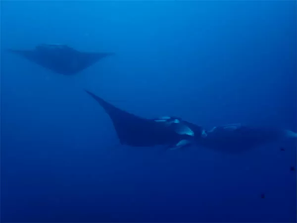 石垣島マンタシュノーケリング