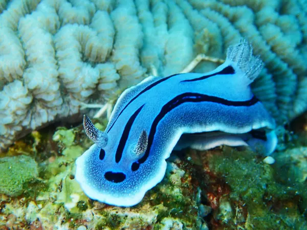 真栄田岬体験ダイビング