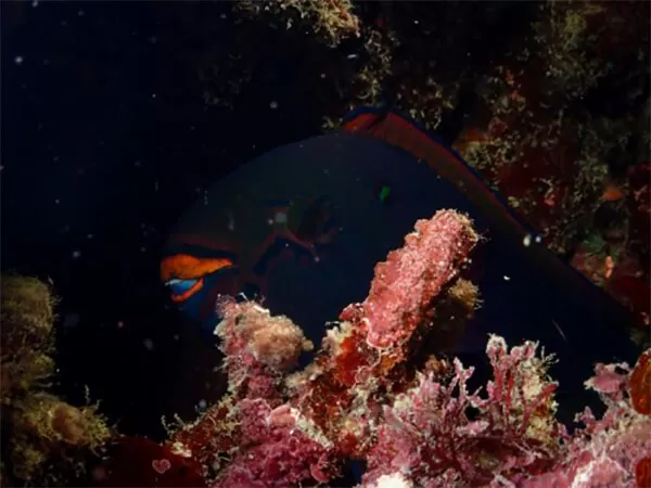 石垣島サンセット・ナイトシュノーケリング