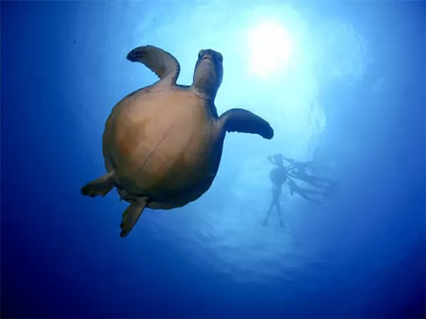 石垣島 幻の島（浜島）＆ウミガメシュノーケリング