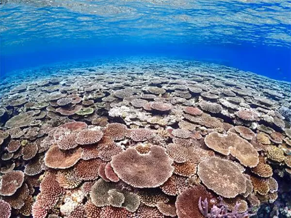 石垣島 幻の島（浜島）＆ウミガメシュノーケリング